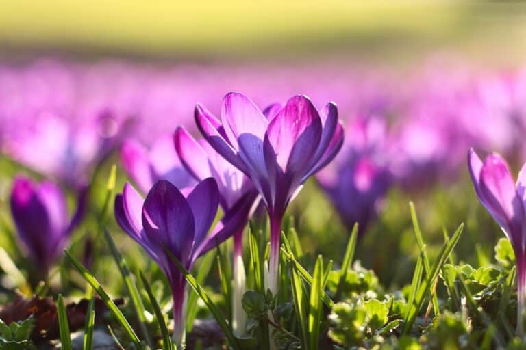 What debts are forgiven at death?